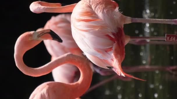 Flamingos Står Stranden Damm Med Träd Bakgrunden Vilt Skogen Vertikal — Stockvideo