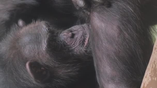 Primo Piano Una Famiglia Scimpanzé Che Pulisce Pelliccia Gli Scimpanzé — Video Stock
