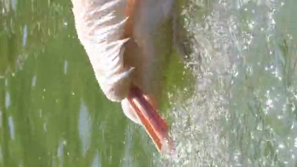 Jeziorze Pływa Duży Biały Pelikan Znany Również Jako Pelikan Wschodni — Wideo stockowe