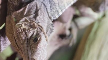 Yağmur ormanlarındaki ağaçta sarı iguana, Rio Tempisque Guanacaste, Kosta Rika vahşi yaşamı. Dikey video.