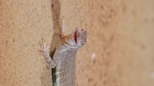 砂が付いている陸地の美しい爬虫類のトカゲ 爬虫類の概念について ペット バーティカルビデオ — ストック動画