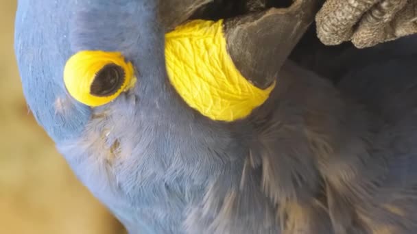 Hyacinthe Des Aras Oiseau Patrie Papougov Une Des Grandes Espèces — Video