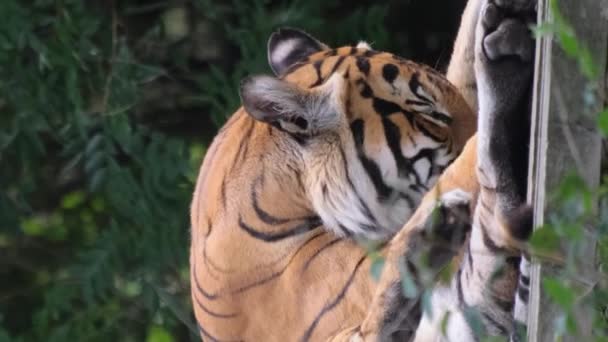 Tigre Dourado Está Planalto Lavando Sua Pata Tigre Ussuri Mente — Vídeo de Stock