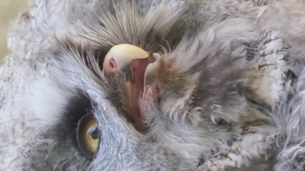 Detailní Záběr Šedé Sovy Žlutýma Očima Ztěžka Oddechujícíma Druh Ptáka — Stock video