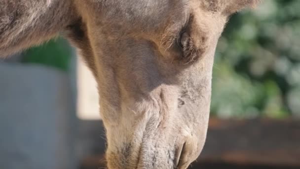 Κοντινό Πλάνο Μιας Καμήλας Που Μασάει Φαγητό Ένα Ζώο Δύο — Αρχείο Βίντεο