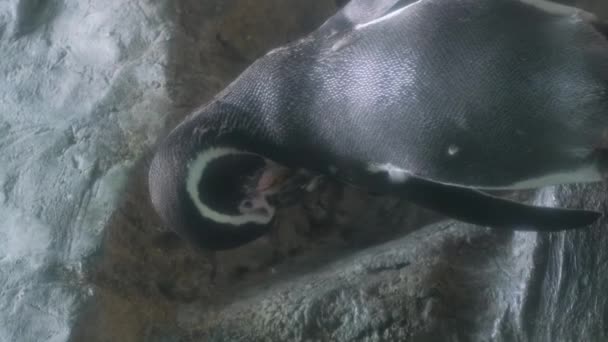 Staat Een Kleine Pinguïn Naast Grote Stenen Pinguïns Lopen Verticale — Stockvideo