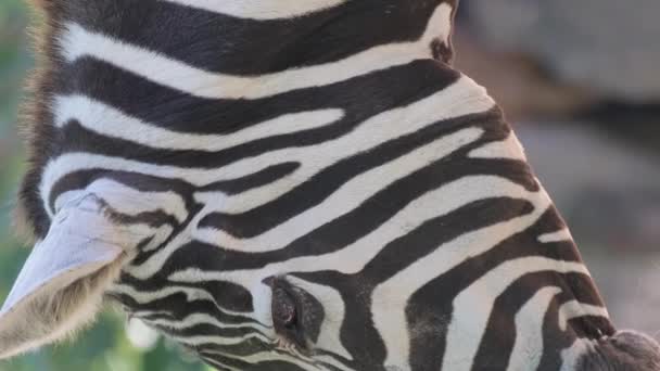 Κοντινό Πλάνο Μιας Αφρικανικής Ζέβρας Ένα Άγριο Ζώο Είναι Μια — Αρχείο Βίντεο