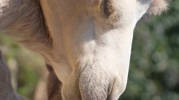 Retrato Hermoso Camello Comiendo Mirando Cámara Animales Salvajes África Vídeo — Vídeo de stock