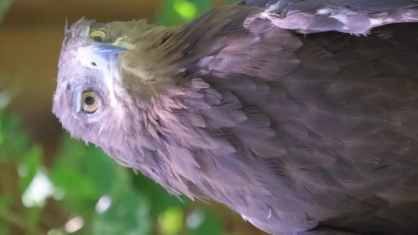 Kamenný Orel Druh Dravého Ptáka Rodu Jestřábů Svislé Video — Stock video