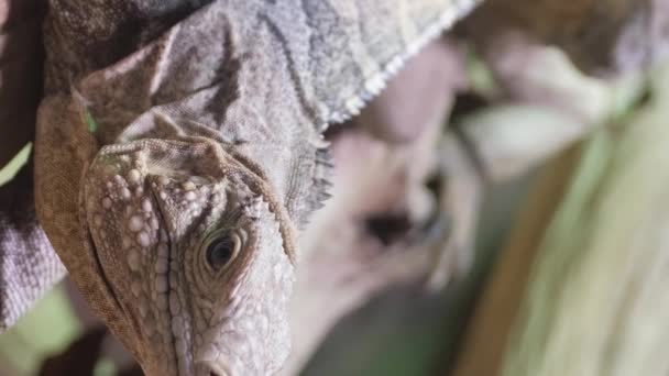 哥斯达黎加 里约热内卢 瓜纳卡斯特 热带雨林 树上的黄色鬣蜥 垂直录像 — 图库视频影像