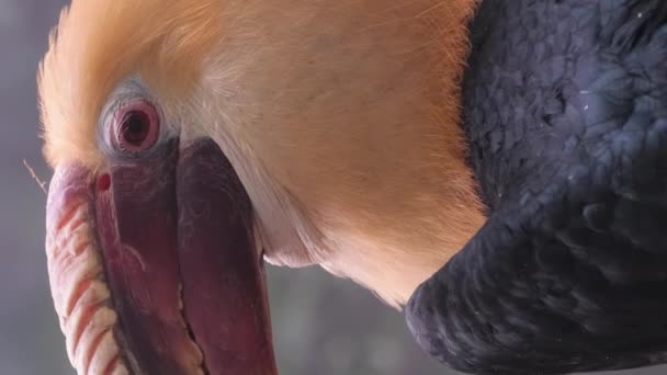 Bucerotis Een Geslacht Van Zangvogels Uit Familie Buulbuuls Bucerotidae Vertegenwoordigers — Stockvideo