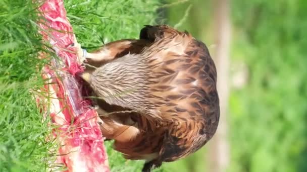 Retrato Águila Marrón Con Pico Amarillo Comiendo Carne Cámara Lenta — Vídeos de Stock