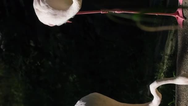 Eine Familie Erwachsener Rosafarbener Flamingos Trinkt Wasser Vertikales Video — Stockvideo