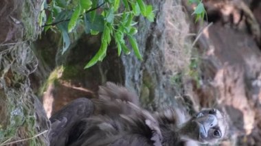 Kahverengi tüyleri ve sarı gagası olan vahşi bir yırtıcı kuş bir taşın üzerinde oturur. Kahverengi kartal, Afrika kartalı. Dikey video.