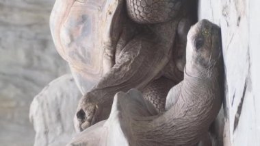 Aldabra dev kaplumbağa ailesi doğal parktaki en büyük kaplumbağalardan biridir. Dev sürüngenlerin portresi. Egzotik hayvanlar. Dikey video