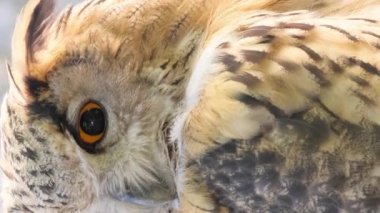 Avını arayan sarı gözlü boynuzlu baykuşun yakın çekimi. Ağır çekim. Dikey video.