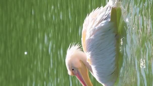 Różowy Pelikan Pływa Jeziorze Znanym Również Jako Pelikan Wschodni Rodzaj — Wideo stockowe