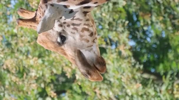 Høj Giraf Spiser Træblade Nærbillede Afrikansk Savanna Sydafrika Lodret Video – Stock-video