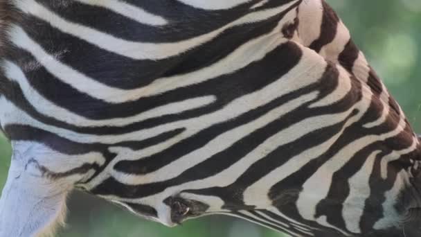 年轻的斑马特写 非洲草原 野外的动物 垂直录像 — 图库视频影像