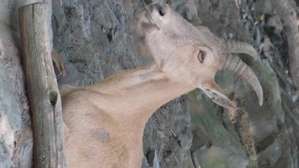 西高加索的山地山羊 慢动作垂直录像 — 图库视频影像