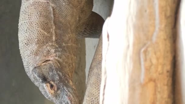 아시아 모니터 도마뱀 남쪽과 아시아 도마뱀 줄무늬 모니터 도마뱀 도마뱀 — 비디오