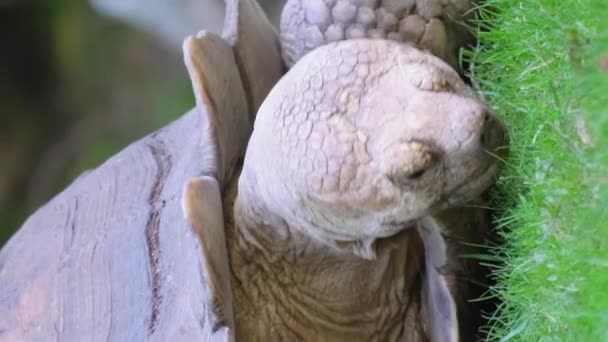 绿草地上的大乌龟 一只大乌龟试图以绿草为食 保护区里有一只大的塞舌尔海龟垂直录像 — 图库视频影像