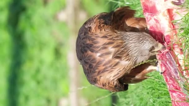 大きな茶色の鷲が新鮮な肉を食べている 野生の獲物の鳥たち バーティカルビデオ — ストック動画