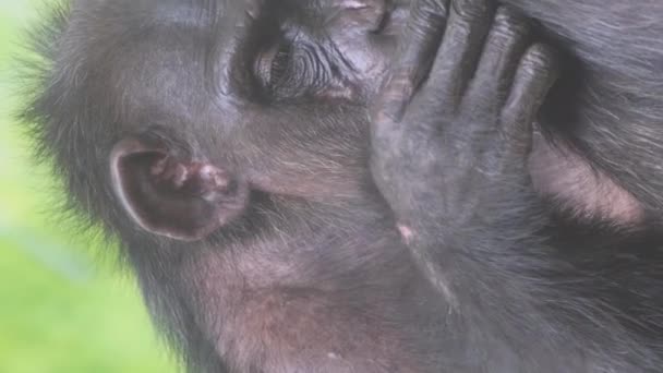 원숭이의 가족은 동물원 인클로저에 원숭이는 그들의 모피에 벼룩을 찾습니다 비디오 — 비디오