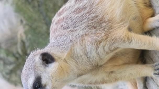 Köfte Ngiliz Mirket Firavunfarelerinin Vatanından Gelen Küçük Bir Yaratık Suricata — Stok video