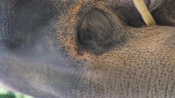 怒ったアフリカゾウの顔のクローズアップ 捕獲された動物たち バーティカルビデオ — ストック動画