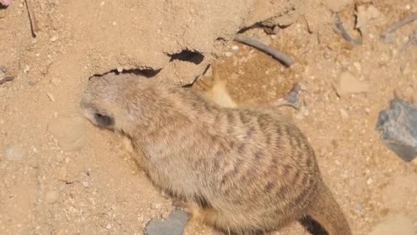 美しいミーアカットが砂に咲いている モンゴース家からの捕食哺乳類は スリカタ属の唯一の現代代表である バーティカルビデオ — ストック動画