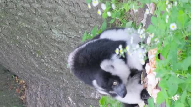 Seekor Lemur Ekor Cincin Jantan Duduk Rumput Hijau Tinggi Lemuroid — Stok Video