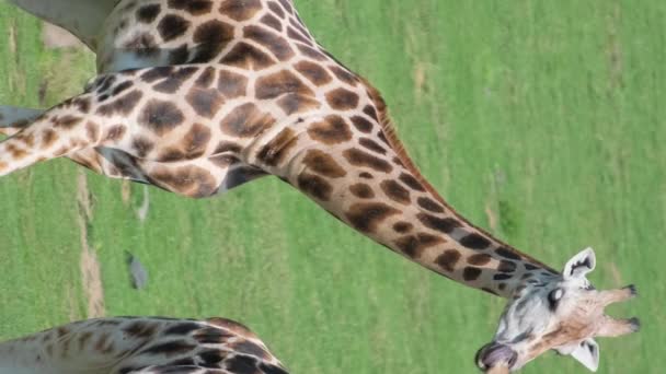 Krásná Rodina Žiraf Divočině Úžasná Scéna Safari Divokými Zvířaty Africký — Stock video