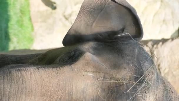 Ζώα Είναι Όμορφα Ελέφαντας Από Κοντά Μεγάλος Γκρίζος Θηλυκός Ελέφαντας — Αρχείο Βίντεο