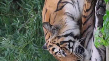 Ussuri kaplanı yalan söyler ve ayağını yalar. Yetişkin kaplan tahta tahtalarda yatıp patisini yalıyor. Kaplan banyosu. Kaplan temizliği. Dikey video