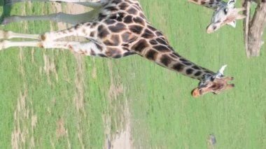 Vahşi doğada yaşayan zürafa ailesi. Vahşi hayvanlarla safaride inanılmaz bir manzara. Kuzey Afrika vahşi yaşam konsepti. Dikey video