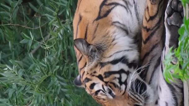 乌苏里老虎躺在地上舔它的脚成年老虎躺在木板上 舔着爪子 一只老虎在清理垂直录像 — 图库视频影像