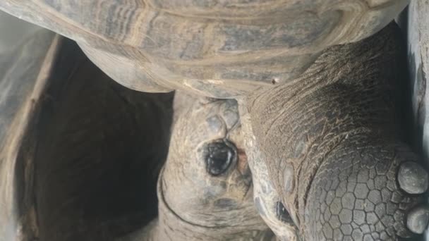 Tortugas Gigantes Naturaleza Retrato Enormes Reptiles Animales Exóticos África Vídeo — Vídeos de Stock