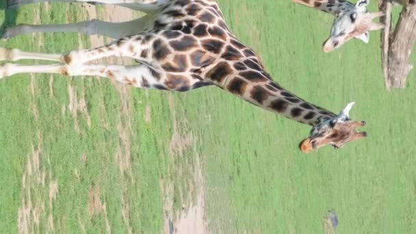 野生の家族 ギラファ ギラファ 野生動物とサファリの素晴らしいシーン 北アフリカの野生生物の概念 バーティカルビデオ — ストック動画