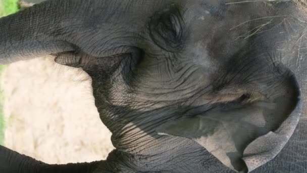 悲しい年老いたエリファン 野生生物を捕獲する 動物の感情 サドルが見える バーティカルビデオ — ストック動画