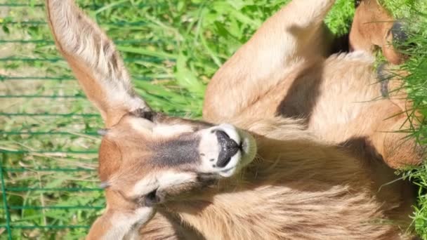 Олень Довгими Вухами Лежить Зеленій Траві Тварина Зоопарку Вертикальне Відео — стокове відео