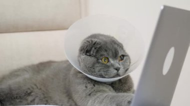 Gri bir kedi kanepede yatarken dizüstü bilgisayara bakıyor..