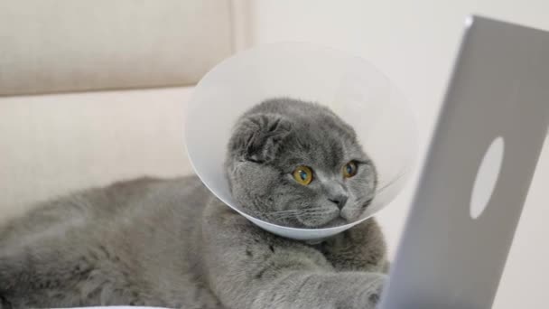 Gato Cinza Está Olhando Para Laptop Enquanto Deitado Sofá — Vídeo de Stock