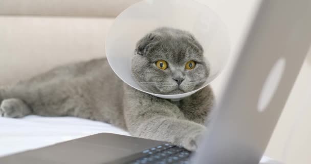 Eine Schöne Graue Katze Blickt Auf Einen Laptop Während Sie — Stockvideo