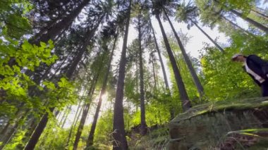 Kolları doğada yükselen ağaçların arasında duran genç bir kadın. Genç bir kadın, kollarını açmış. Ormanda temiz hava alıyor. Rahatlatıcı, parlak atmosferiyle..