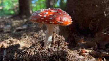 Amarik uçmak ya da mantar uçurmak. Muscimol mantarı. Ormanda yetişen yabani mantar. Ukrayna.