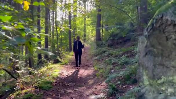 Visão Traseira Caminhante Feminino Está Caminhando Pela Floresta Dia Ensolarado — Vídeo de Stock