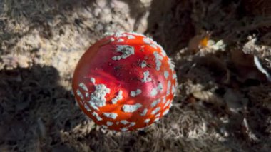Amanita muscaria, yaygın olarak sinek agariği olarak bilinir. Ormanda zehirli ve halüsinojenik mantar mantarı. Makro yakın plan