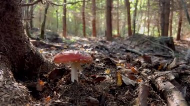Amanita muscaria 'nın yakın çekimi, yaygın olarak sinek agariği olarak bilinir. Ormanda zehirli ve halüsinojenik mantar mantarı.