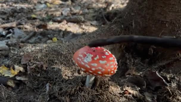 아마니타 무스카리아 일반적으로 아가리카로 알려져 있습니다 독성과 환각성 Toadstool 매크로 — 비디오